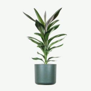 Dracaena Lisa